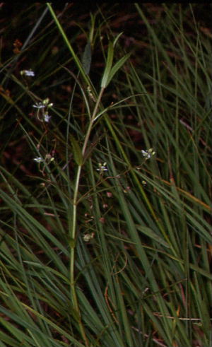 Veronica scutellata 1