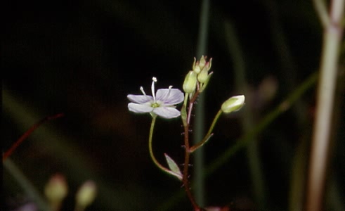 Veronica scutellata 2