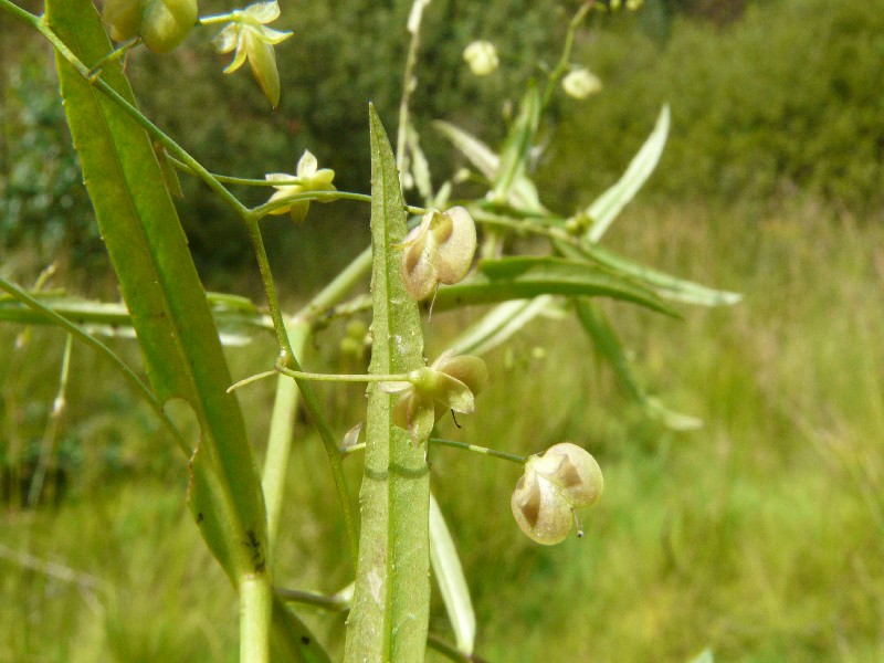 Veronica scutellata 3