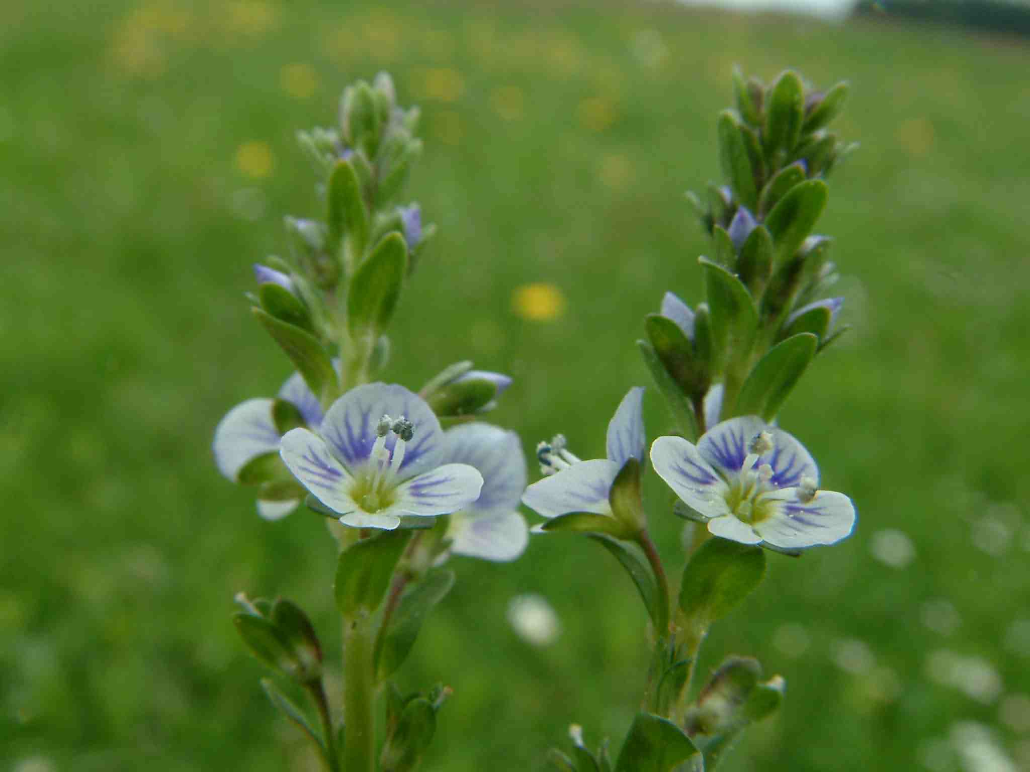 Veronica serpyllifolia 2