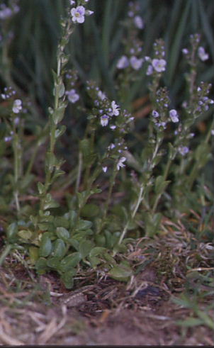 Veronica serpyllifolia 1