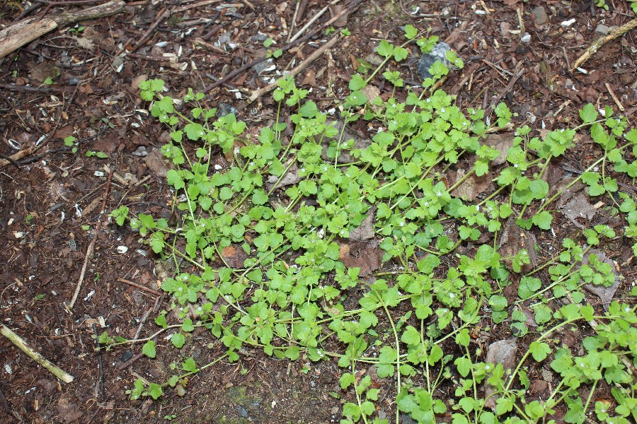 Veronica sublobata 1