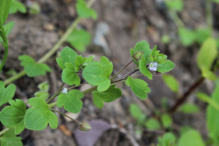 Veronica sublobata 2