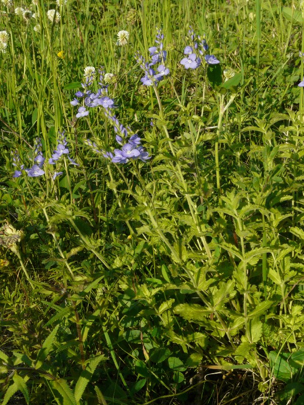 Veronica teucrium 1