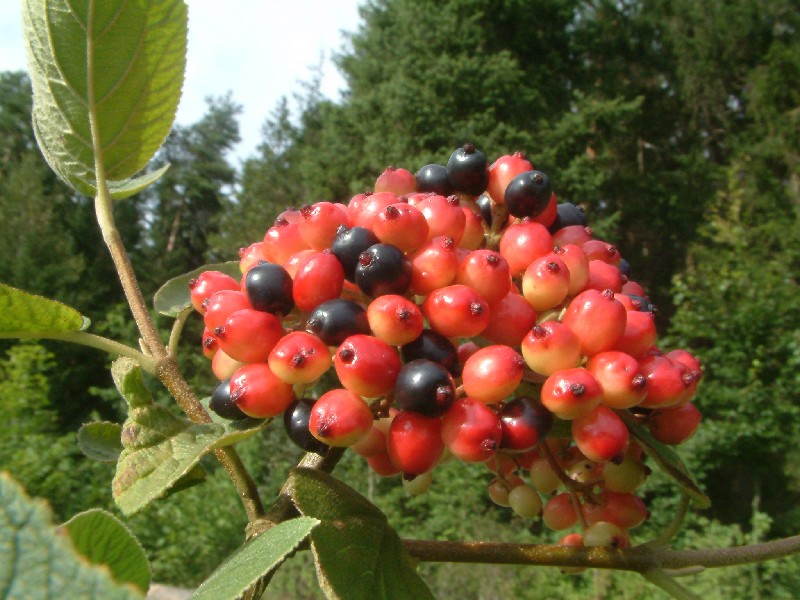 Viburnum lantana 4