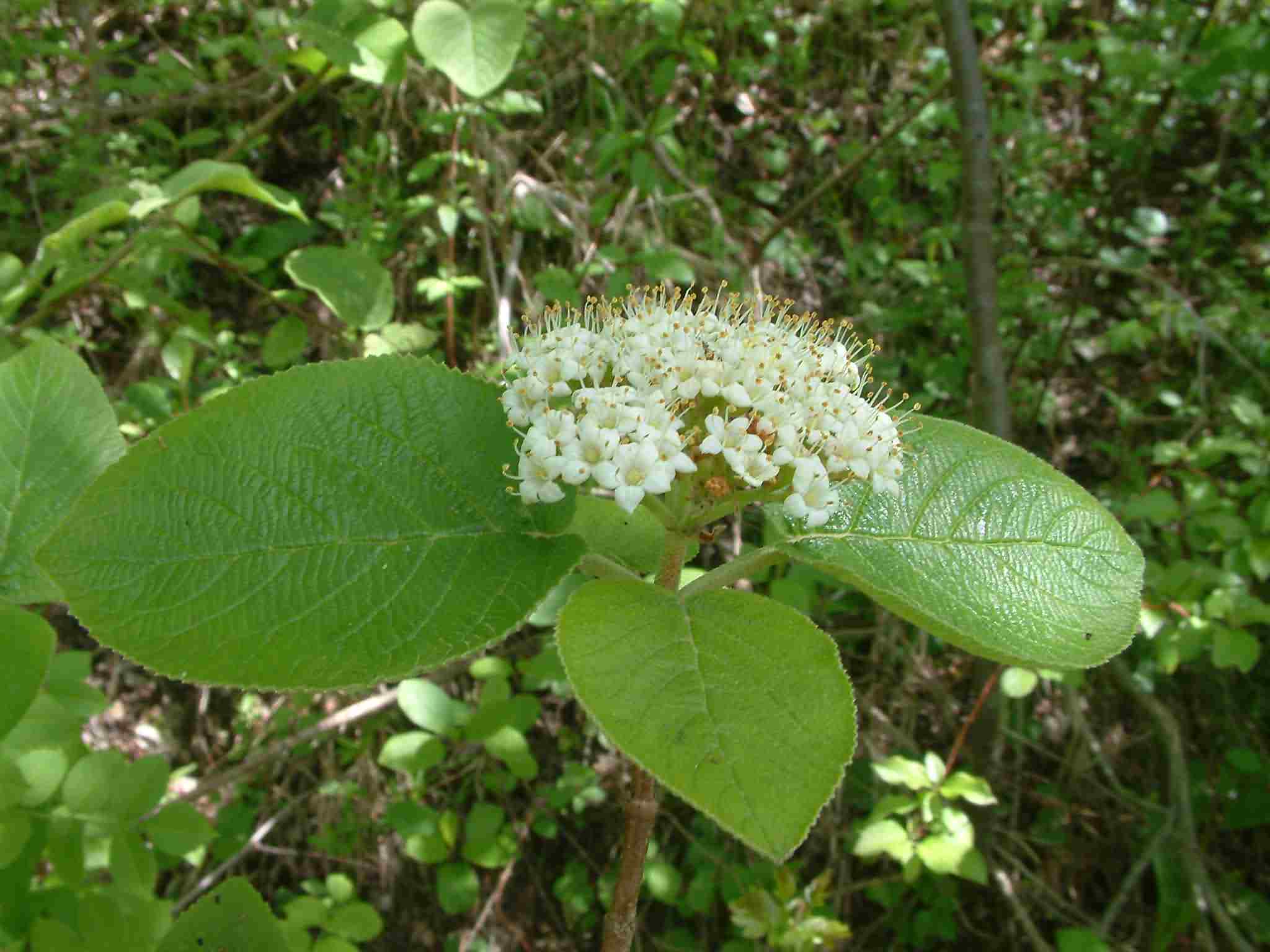 Viburnum lantana 2