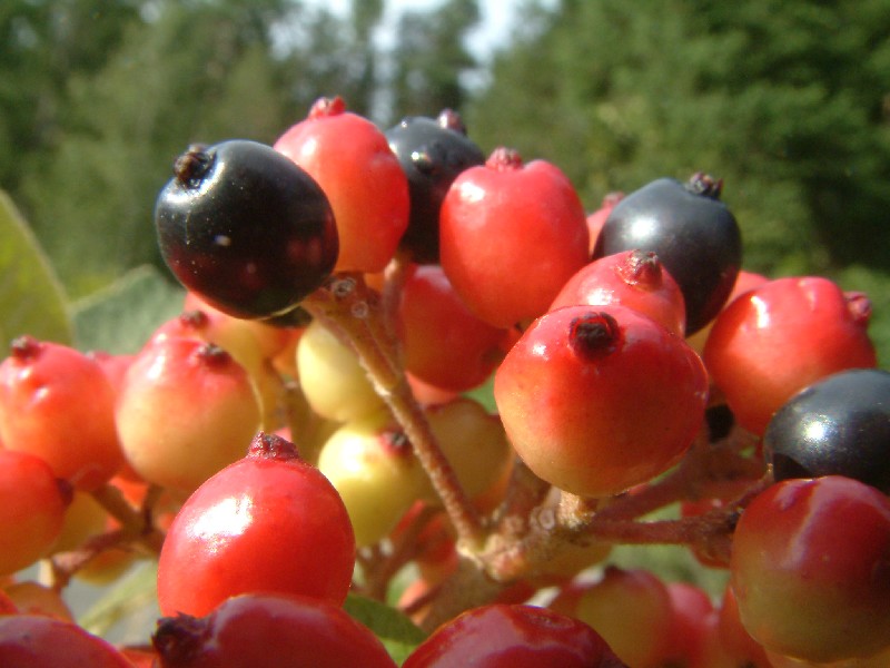 Viburnum lantana 5