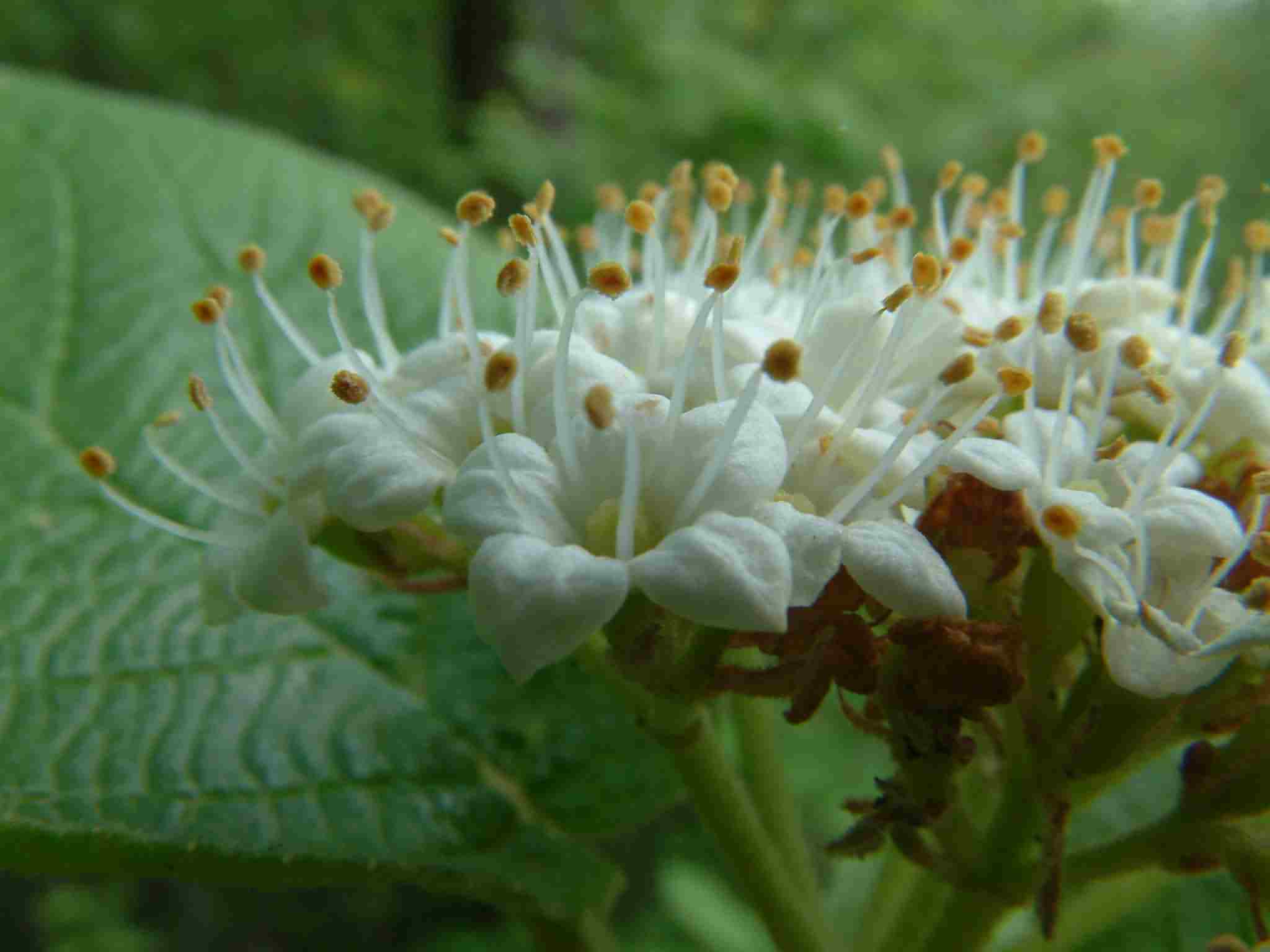 Viburnum lantana 3