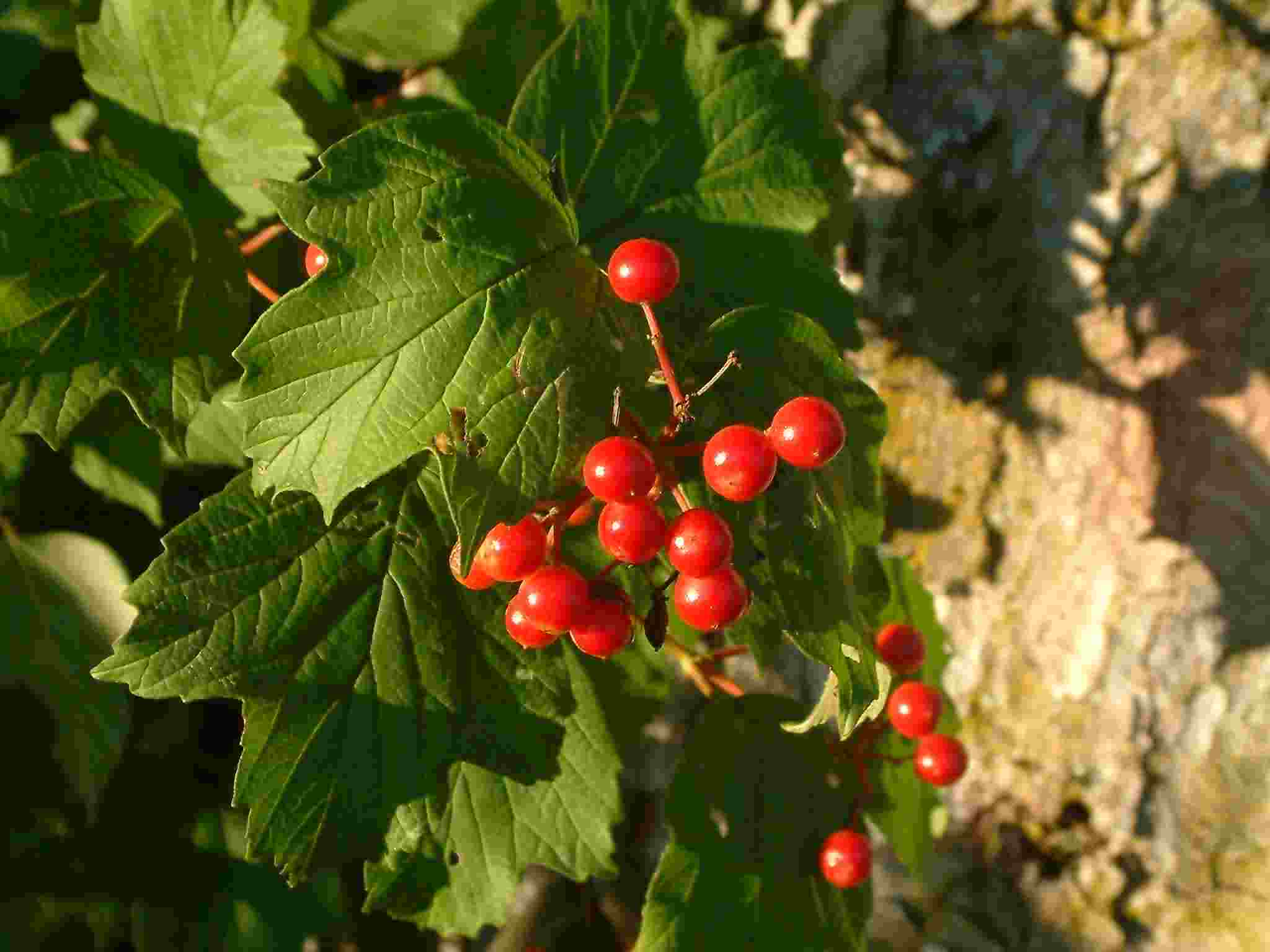 Viburnum opulus 2