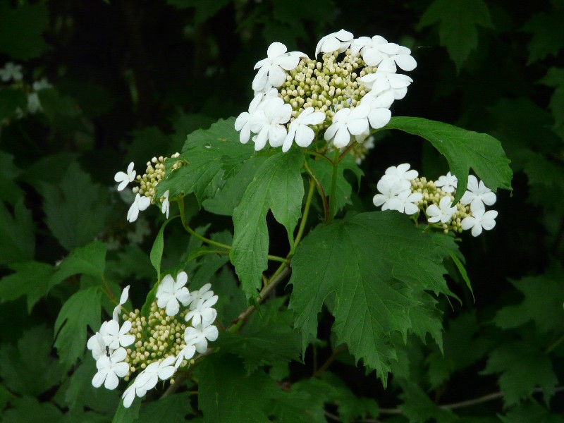 Viburnum opulus 1