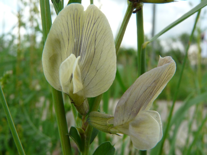 Vicia grandiflora 2