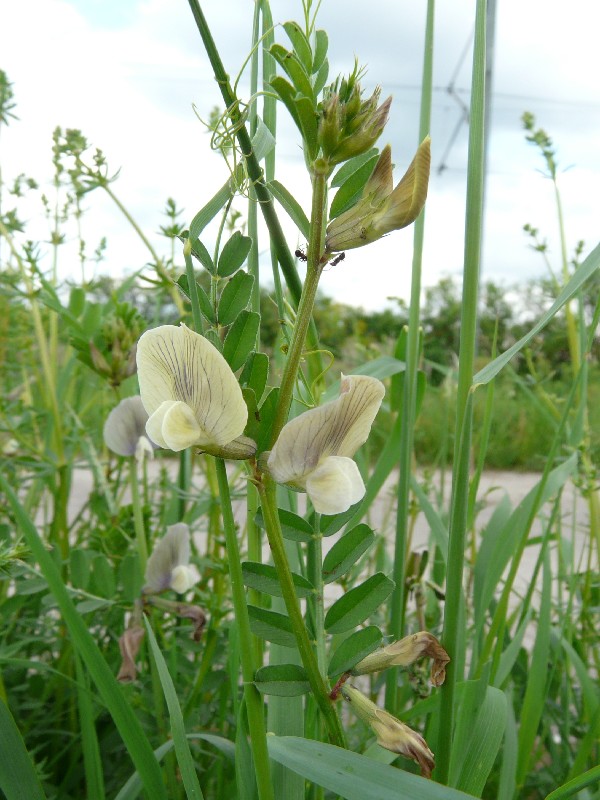 Vicia grandiflora 1