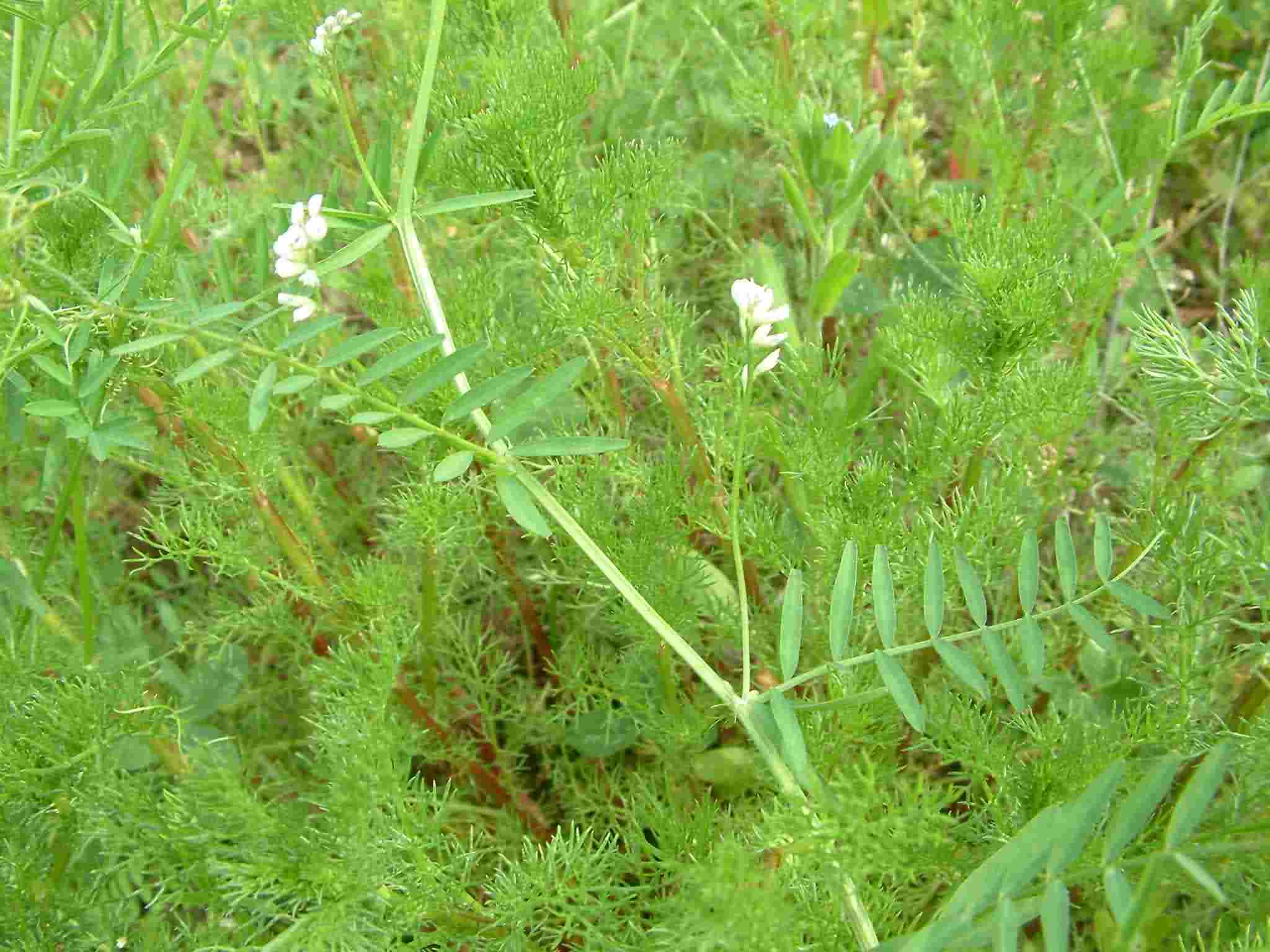 Vicia hirsuta 1