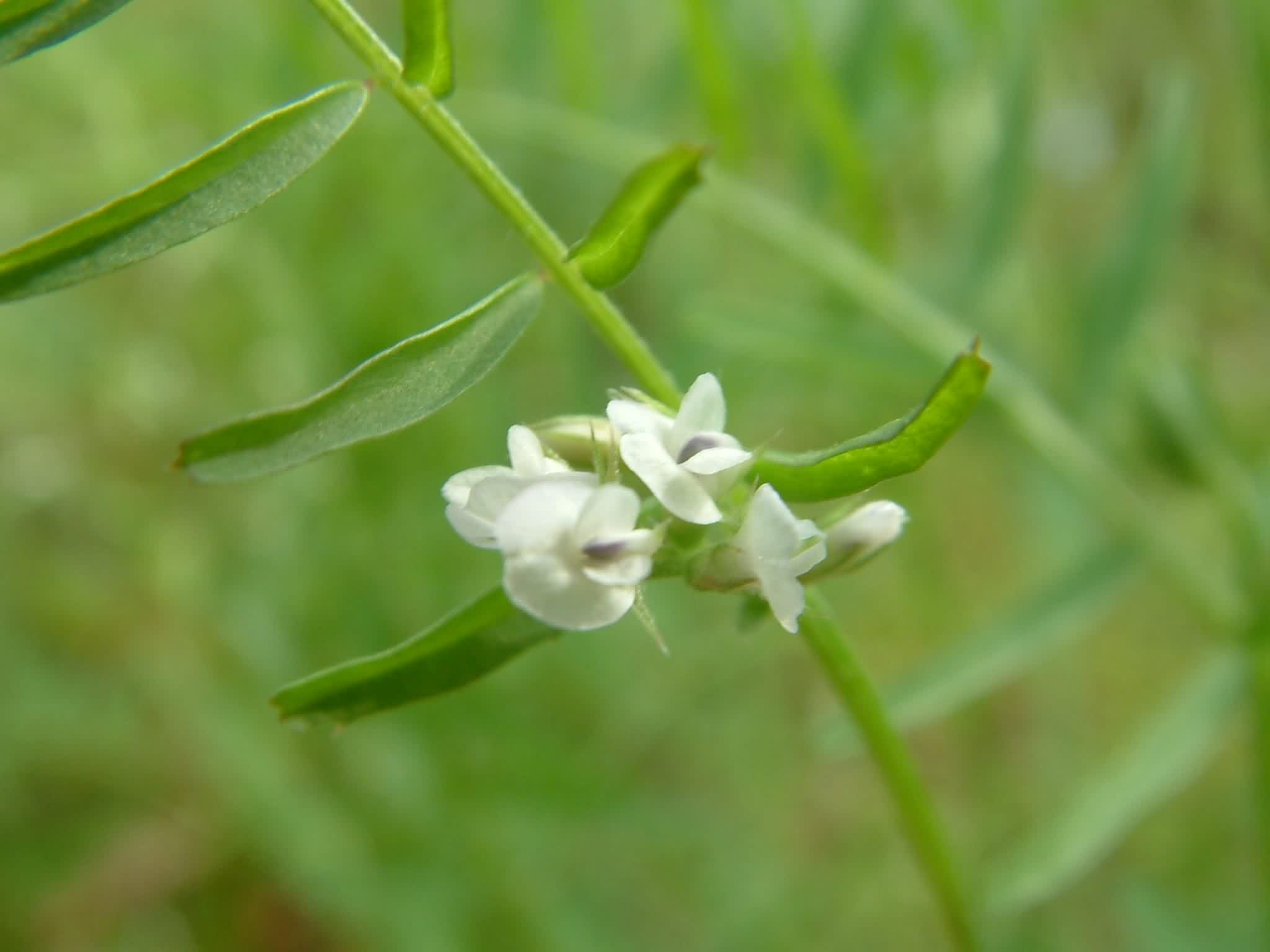 Vicia hirsuta 2