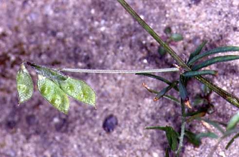 Vicia hirsuta 3