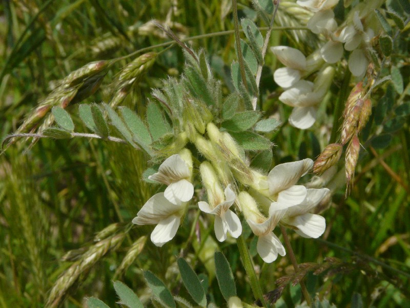 Vicia pannonica 1