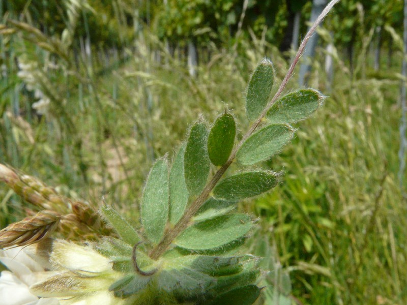 Vicia pannonica 5