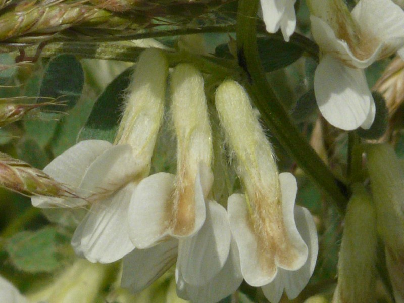 Vicia pannonica 2