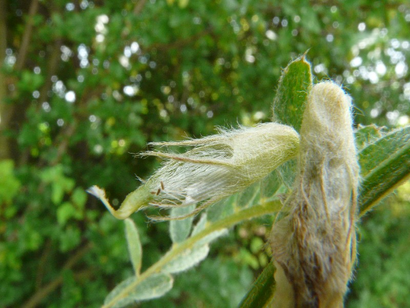 Vicia pannonica 4