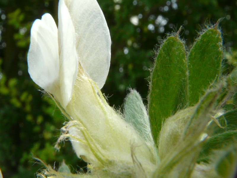 Vicia pannonica 3