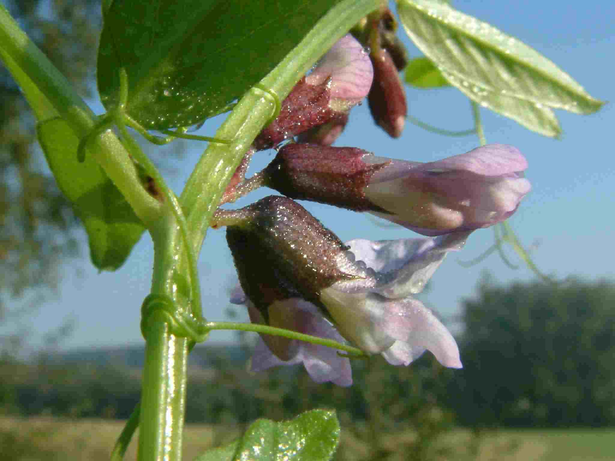 Vicia sepium 2