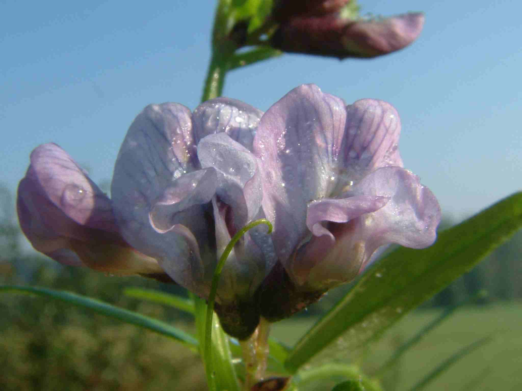 Vicia sepium 3