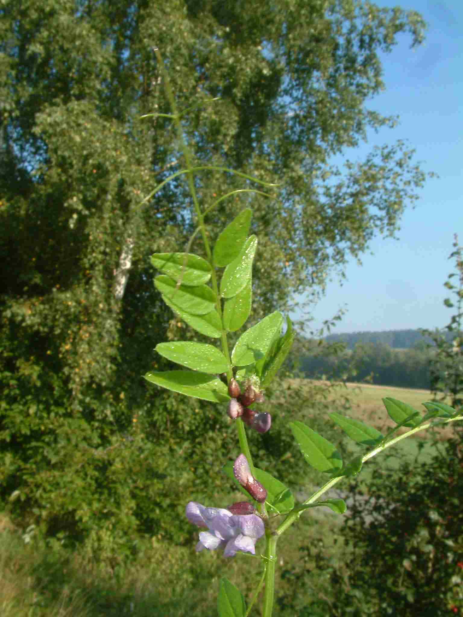 Vicia sepium 1