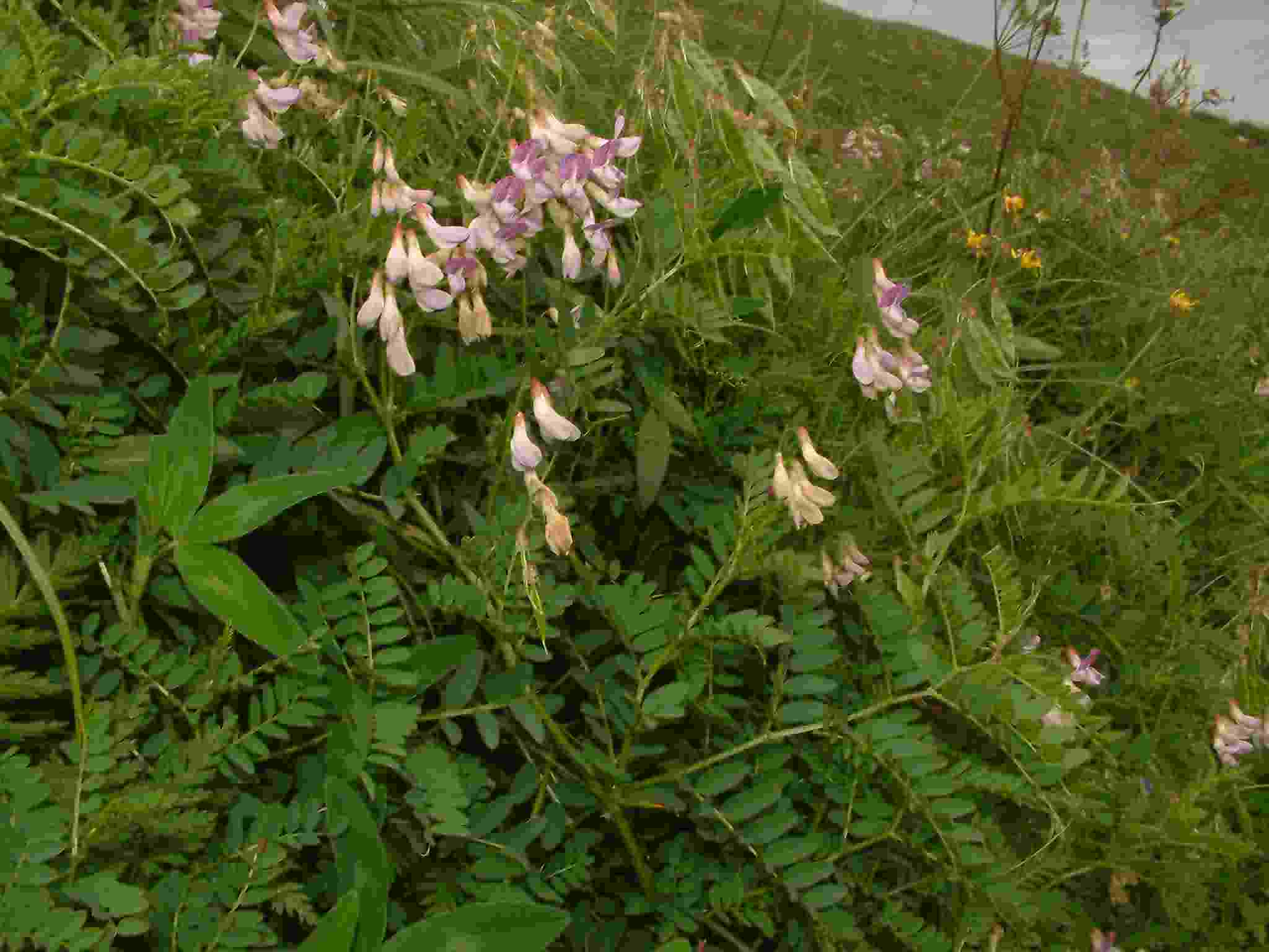 Vicia sylvatica 1