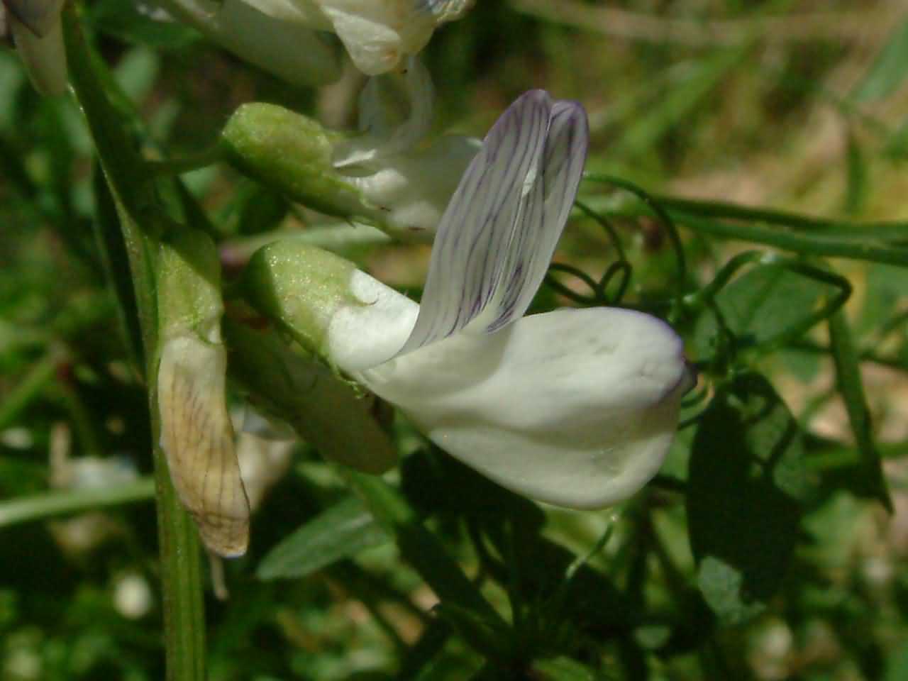 Vicia sylvatica 3