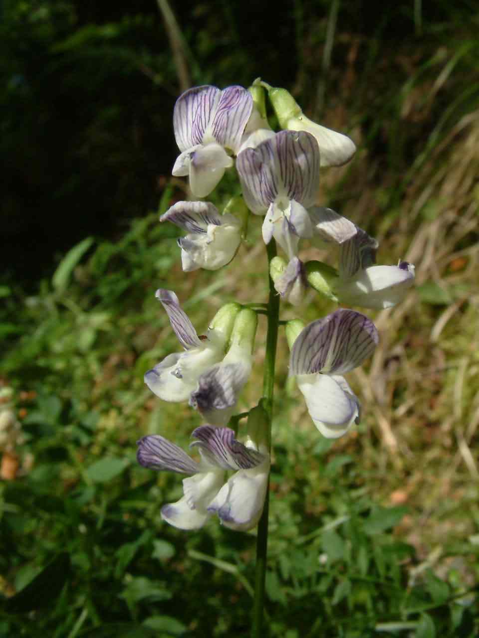 Vicia sylvatica 2