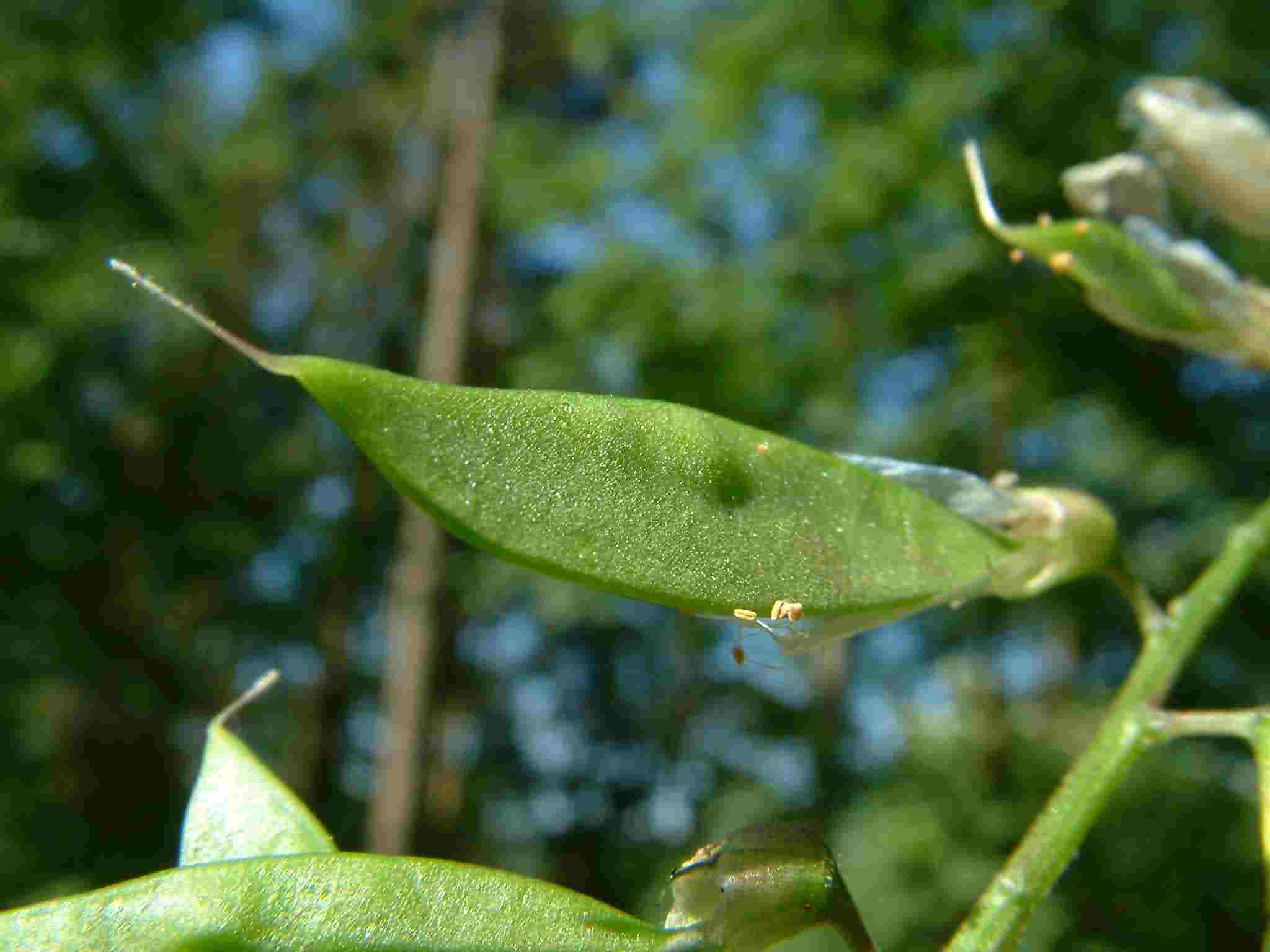 Vicia sylvatica 4