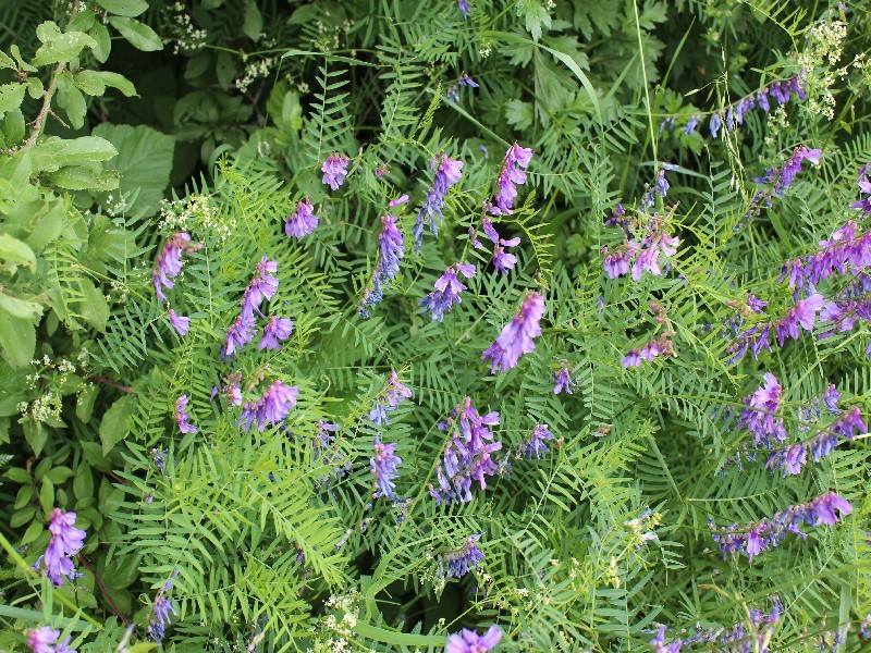 Vicia tenuifolia 1