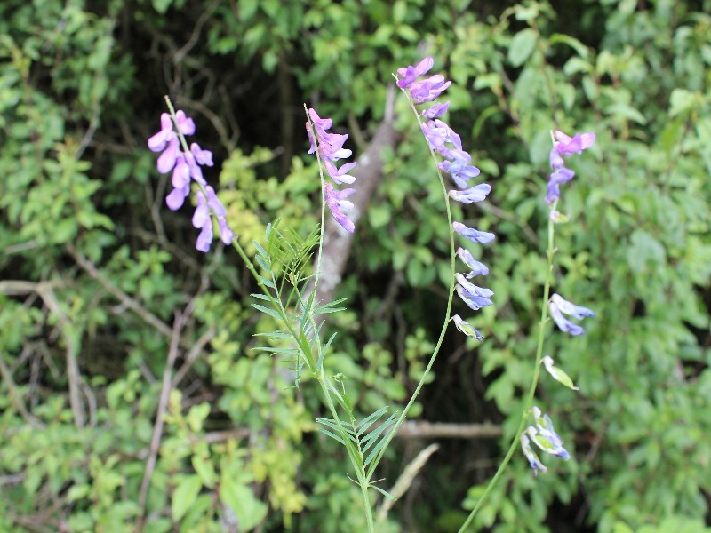 Vicia tenuifolia 2