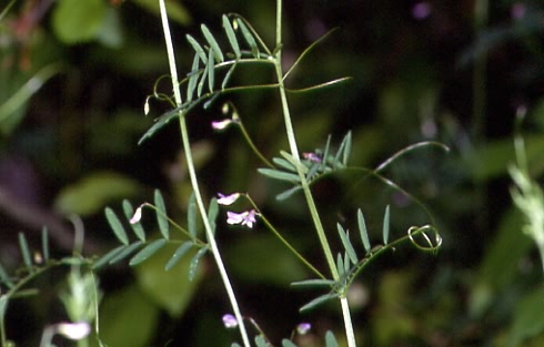 Vicia tetrasperma 1