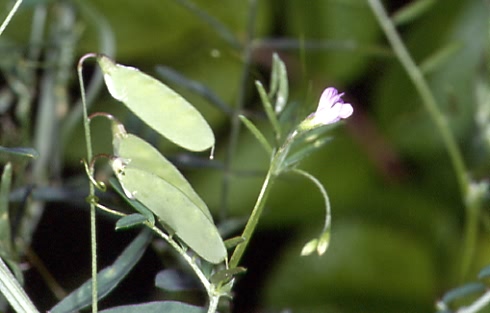 Vicia tetrasperma 2