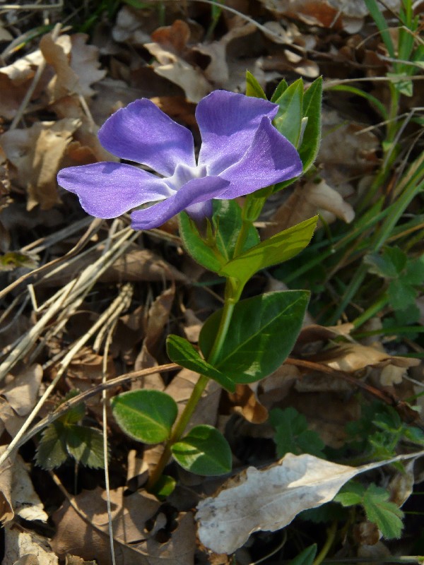 Vinca major 1