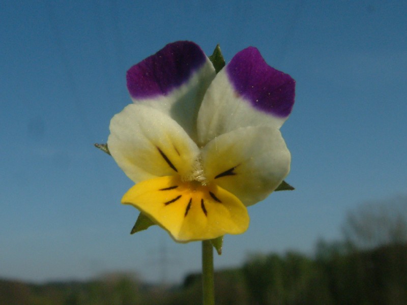 Viola arvensis 3