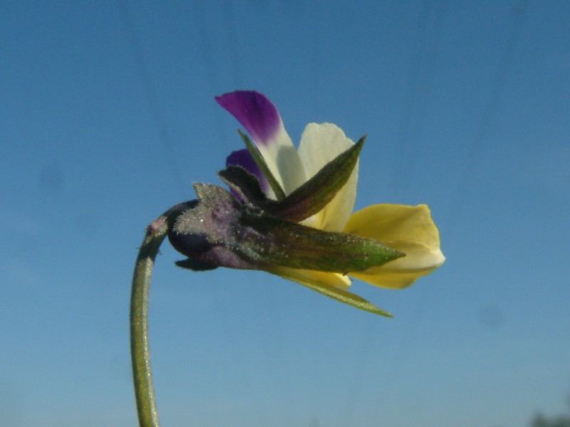 Viola arvensis 4