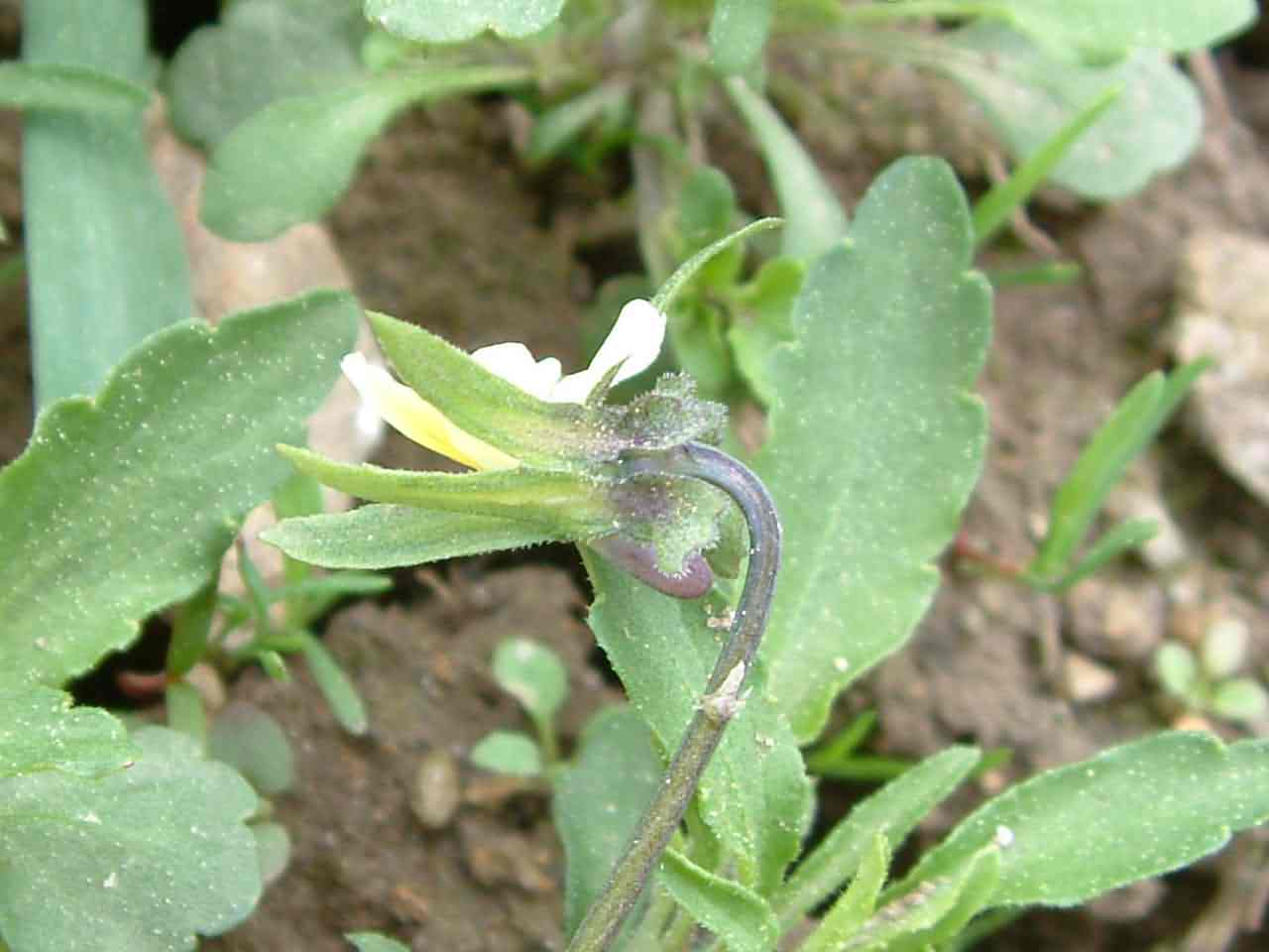 Viola arvensis 5