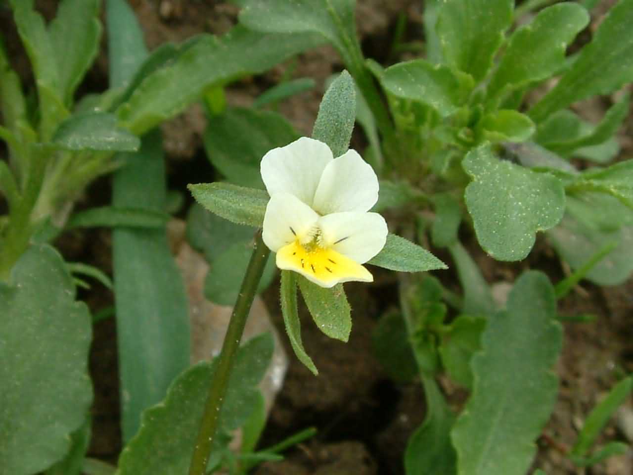 Viola arvensis 2