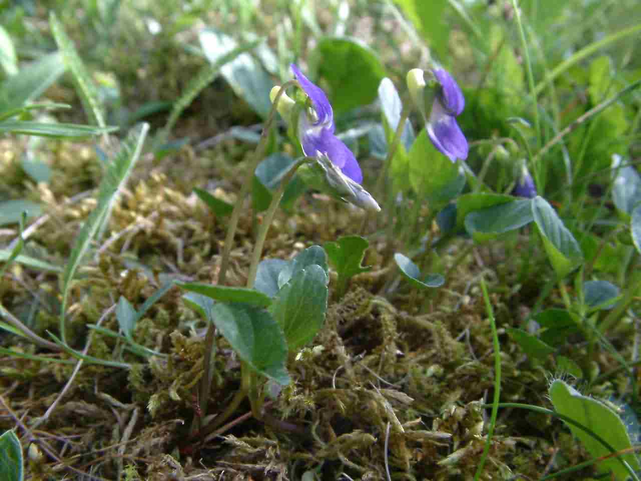 Viola canina 1
