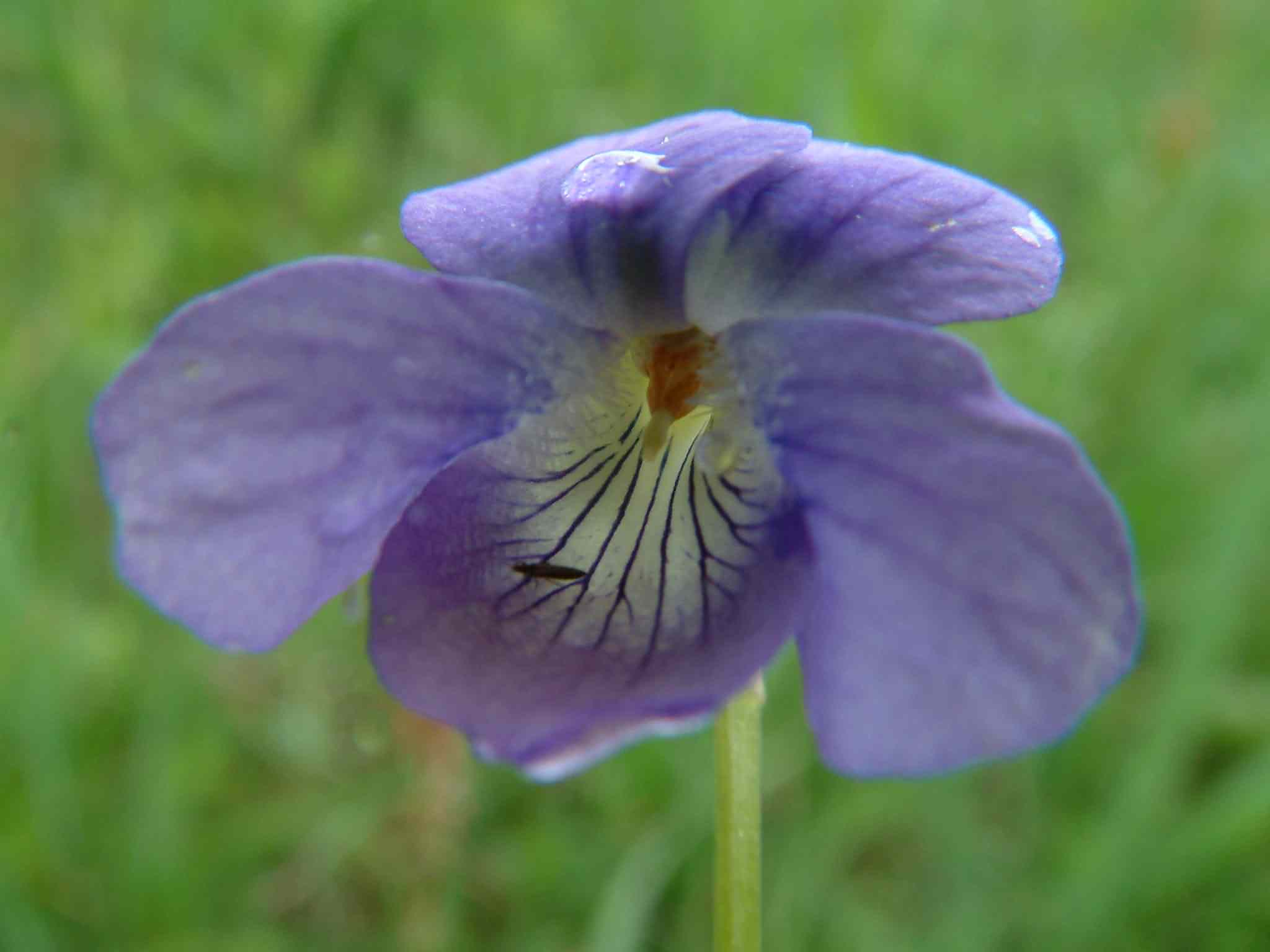 Viola canina 2