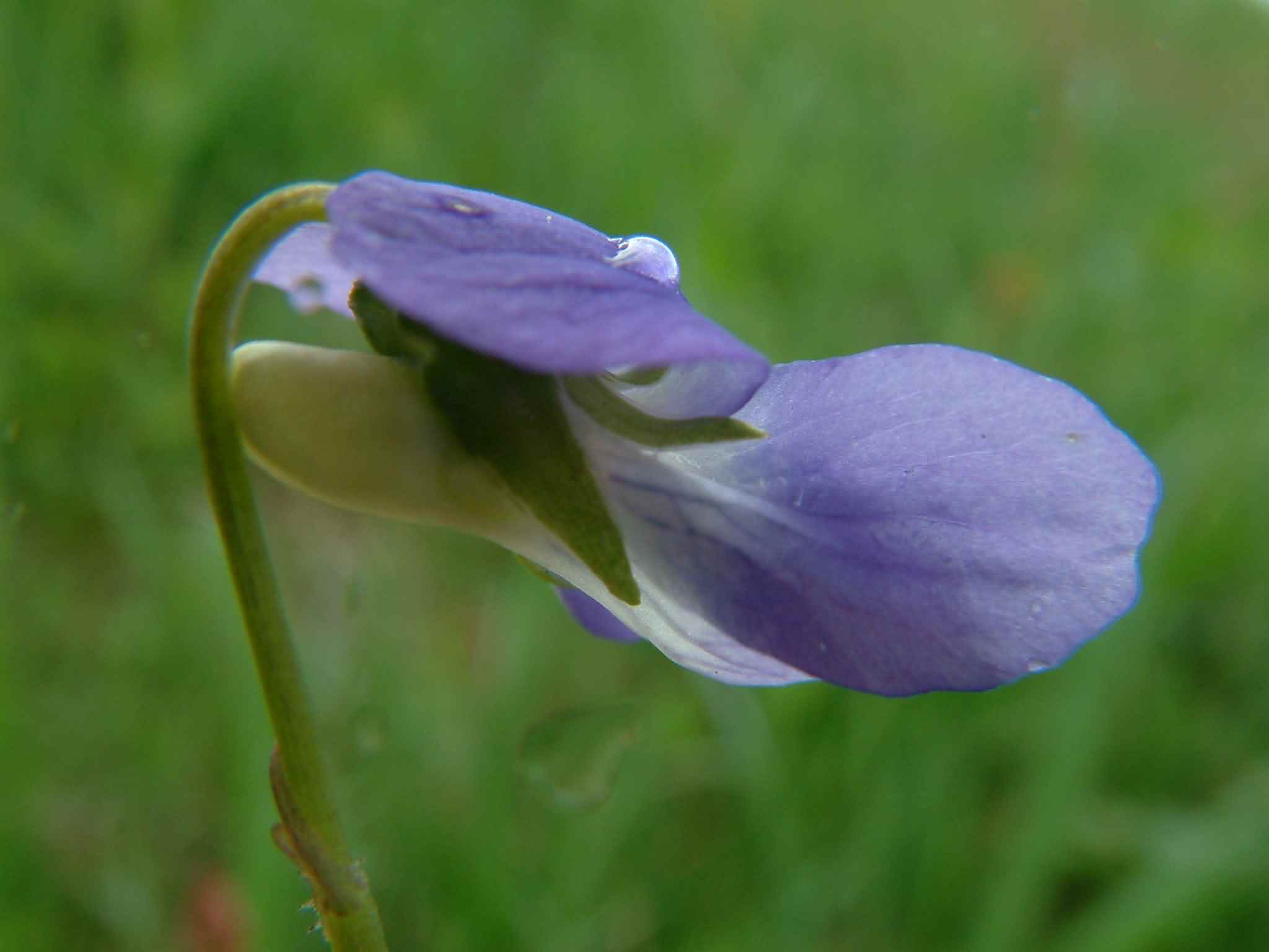 Viola canina 3