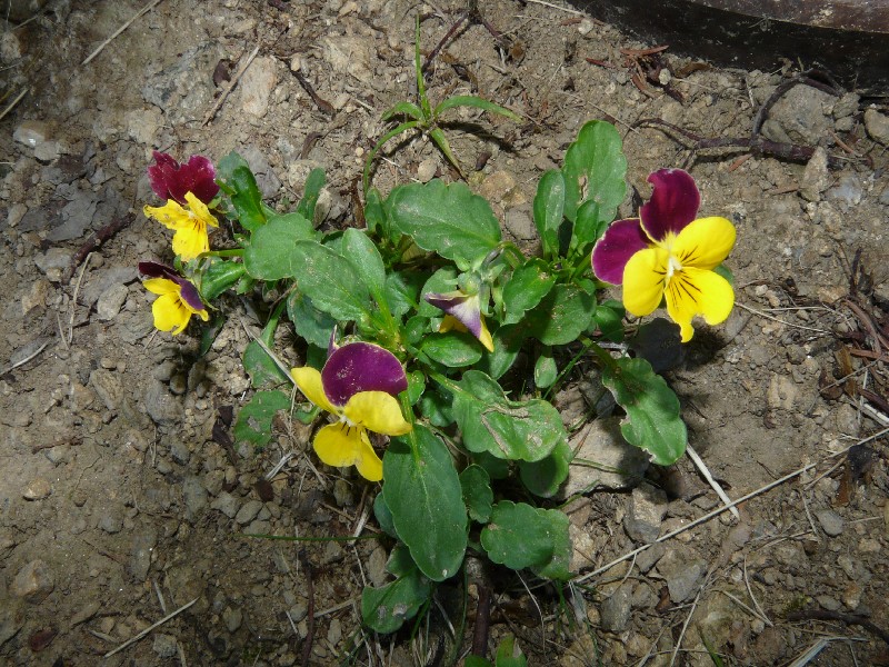 Viola cornuta-Hybriden 1
