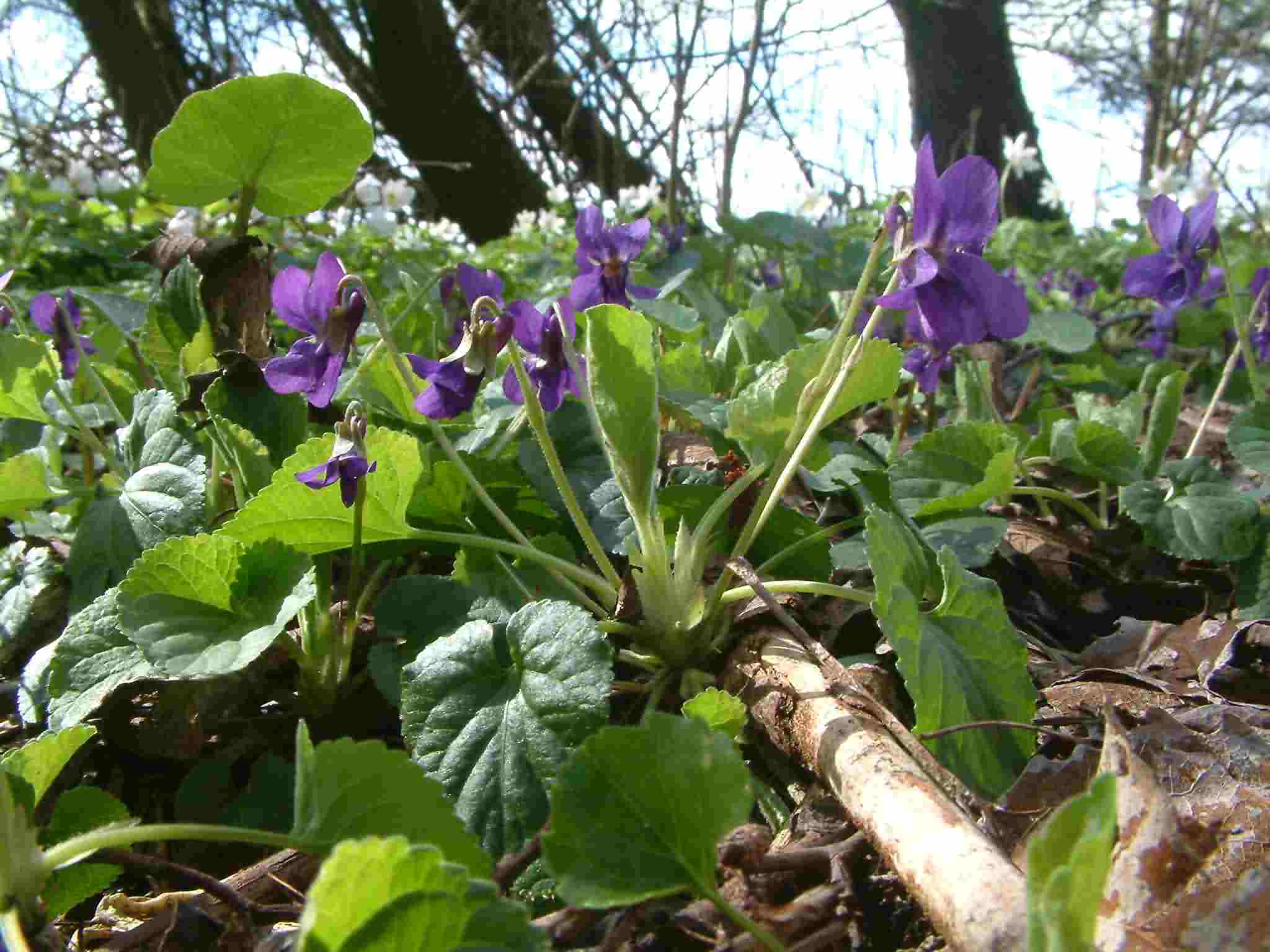 Viola odorata 1