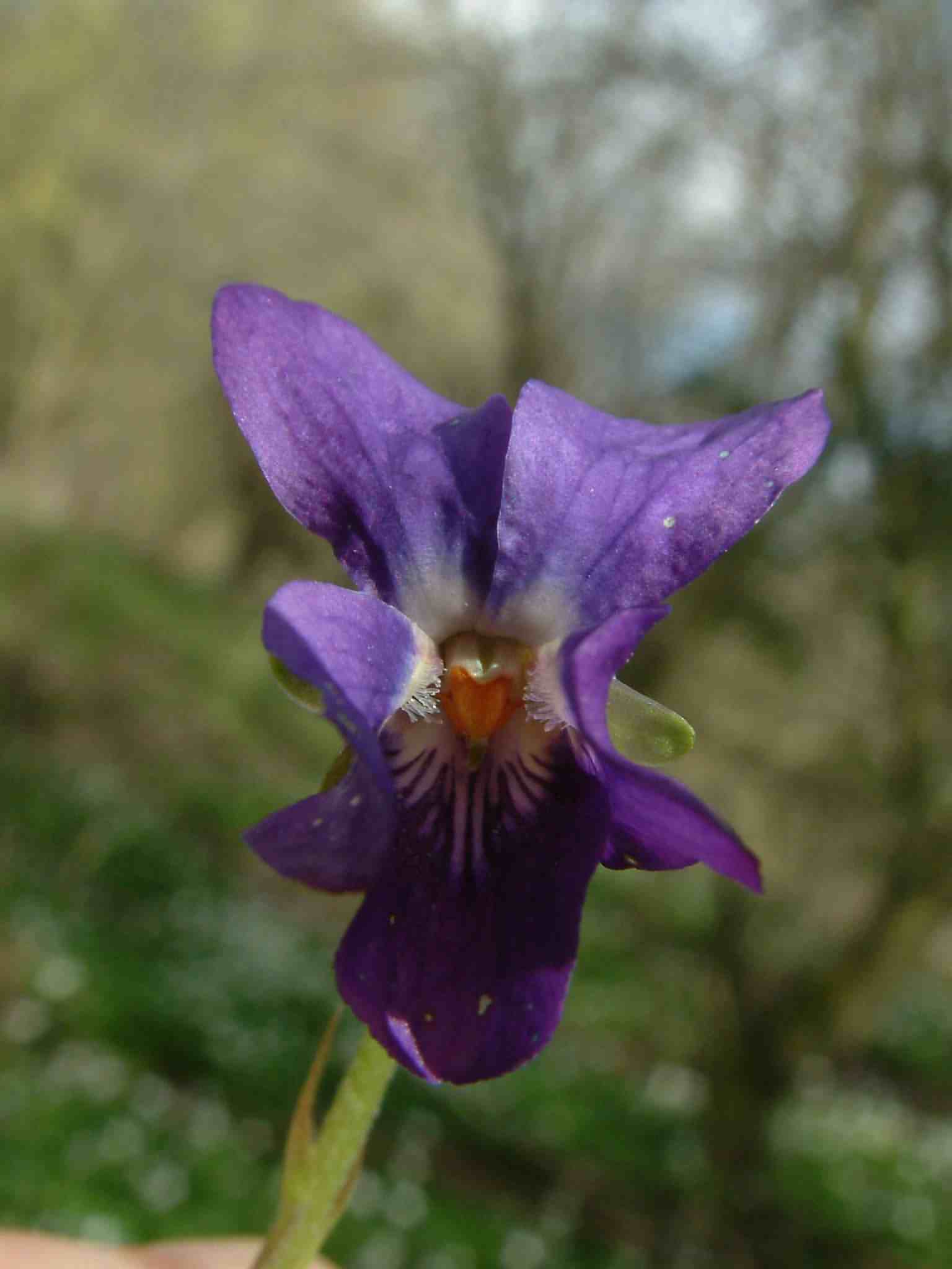 Viola odorata 2