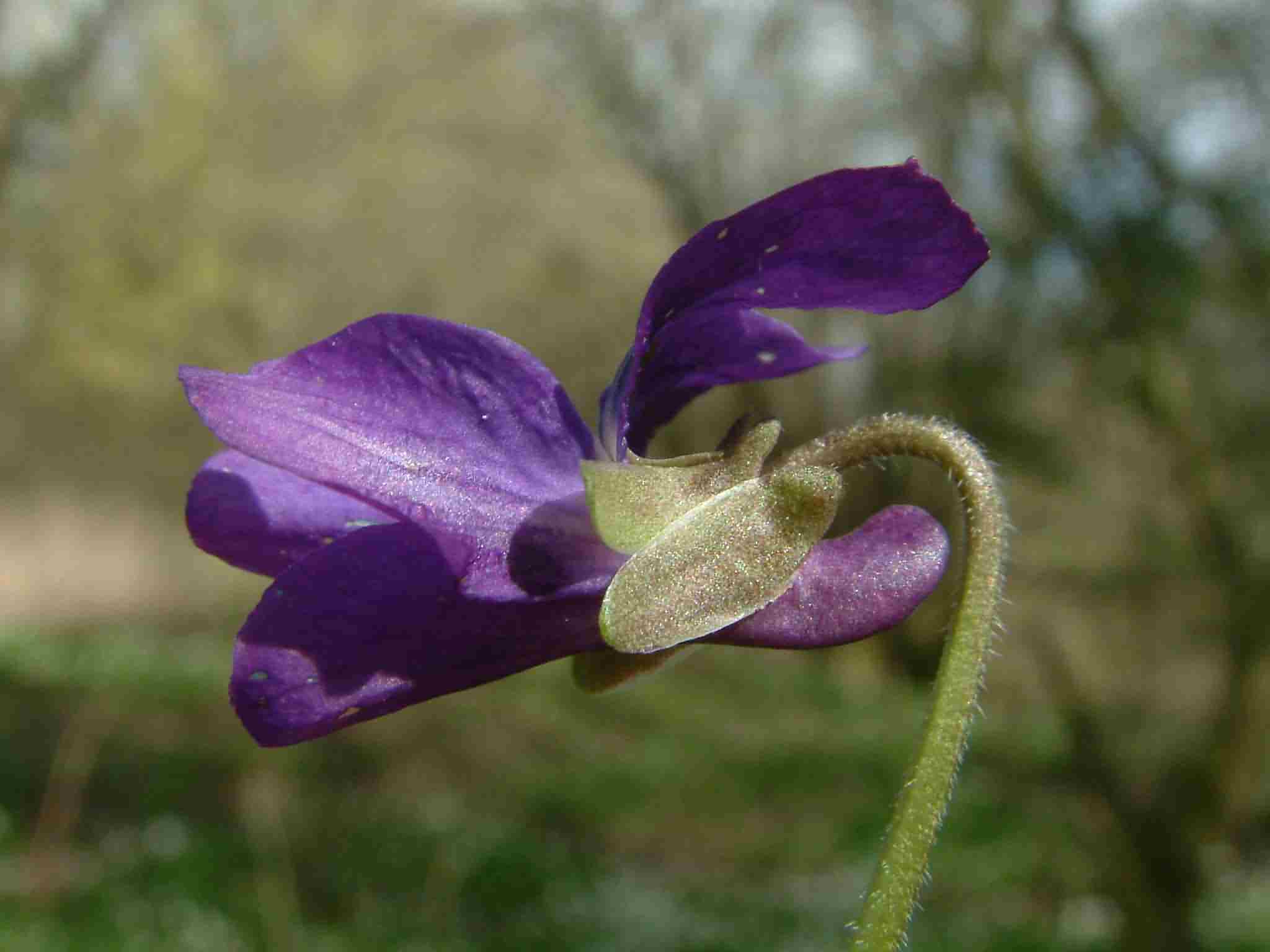 Viola odorata 3