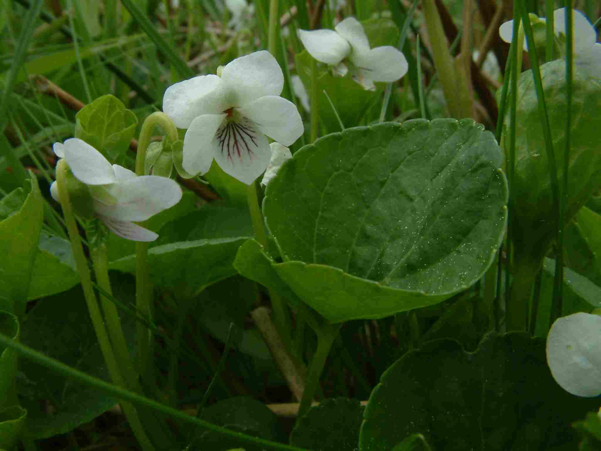 Viola palustris 1