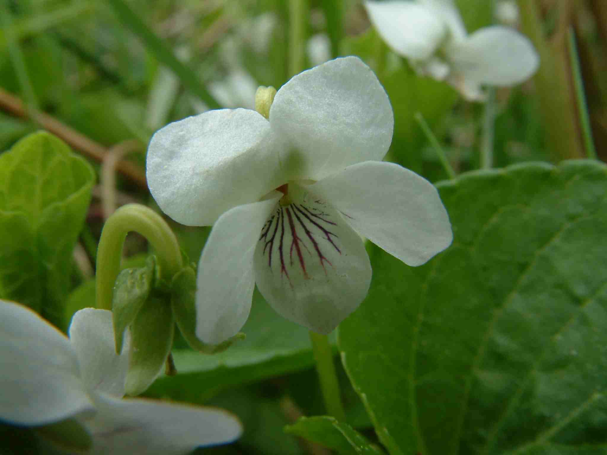 Viola palustris 2