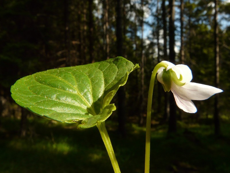 Viola palustris 3